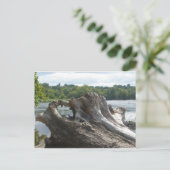 Carte Postale Tronçon sur James River (Debout devant)