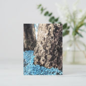 Carte Postale troncs d'arbre (Debout devant)