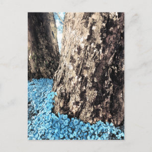 Carte Postale troncs d'arbre