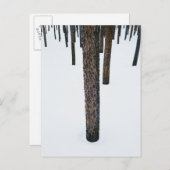 Carte Postale Troncs d'arbre dans la neige (Devant / Derrière)