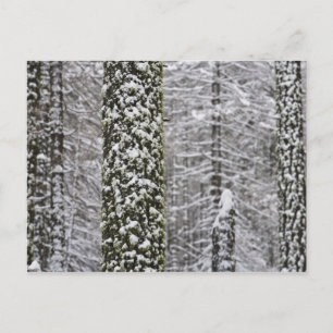 Carte Postale Troncs d'arbres couverts de neige dans la vallée d