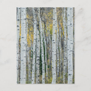 Carte Postale Troncs d'arbres trembles   Aspen, Colorado