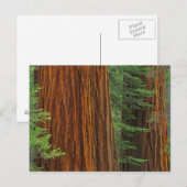 Carte Postale troncs de Séquoia géant en forêt, Yosemite (Devant / Derrière)