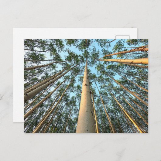 Carte Postale Troncs Et Feuilles D'Aspen, Yukon (Devant / Derrière)