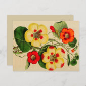 Carte postale "Tropacalum" Zinnia Vintage Sketch (Devant / Derrière)