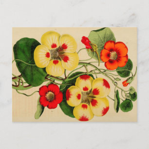 Carte postale "Tropacalum" Zinnia Vintage Sketch