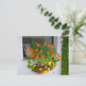 Carte Postale Tropaeolum majus (Debout devant)