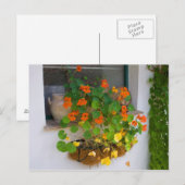 Carte Postale Tropaeolum majus (Devant / Derrière)