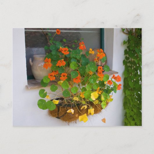 Carte Postale Tropaeolum majus (Devant)