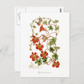 Carte Postale Tropaeolum speciosum (Devant / Derrière)