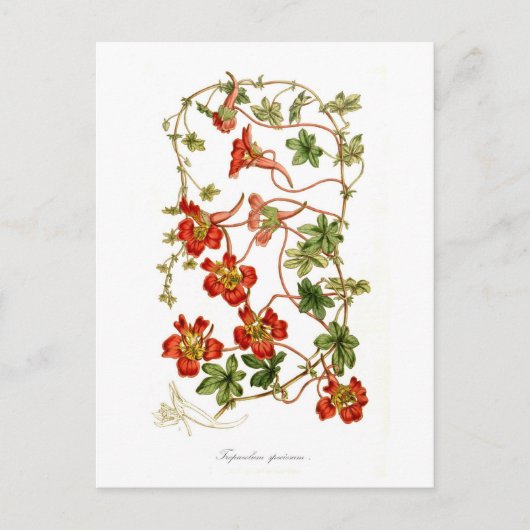 Carte Postale Tropaeolum speciosum (Devant)