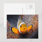 Carte Postale Tropcal reef fish (Devant / Derrière)