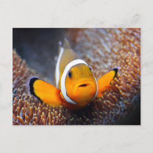 Carte Postale Tropcal reef fish
