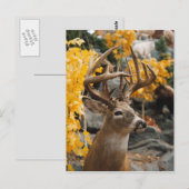 Carte Postale Trophée Deer (Devant / Derrière)