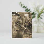 Carte Postale Trophée Deer (Debout devant)
