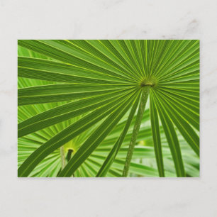 Carte Postale Tropical