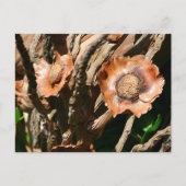 Carte Postale Tropical Dried Coconut Flowers Floral (Devant)