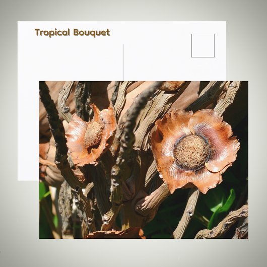 Carte Postale Tropical Dried Coconut Flowers Floral