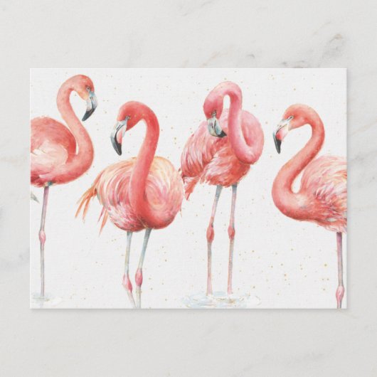Carte Postale Tropical | Famille de Flamants roses (Devant)