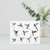 Carte Postale Tropical Hummingbirds  (Debout devant)