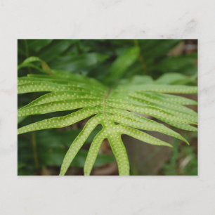 Carte Postale Tropical Leaf
