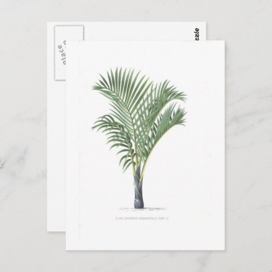 Carte Postale Tropical Palm collection - image 3 (Devant / Derrière)