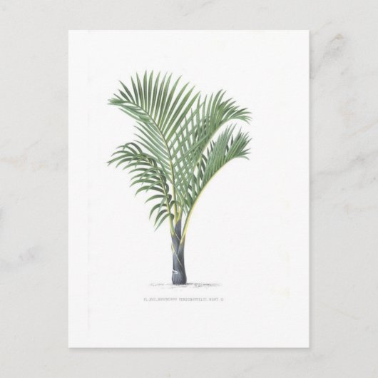 Carte Postale Tropical Palm collection - image 3 (Devant)