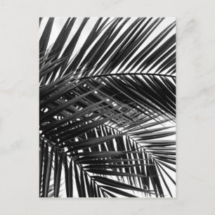 Carte Postale Tropical Palm Leaves - Black and White Photography