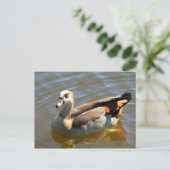 Carte postale Tropical Paradise Duck (Debout devant)