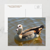 Carte postale Tropical Paradise Duck (Devant / Derrière)