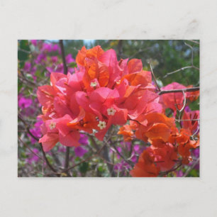Carte Postale Tropical Pink Bougainvillea Island Floral