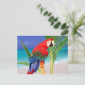 Carte Postale Tropical Scarlet Macaw (Debout devant)