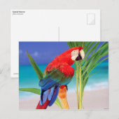 Carte Postale Tropical Scarlet Macaw (Devant / Derrière)