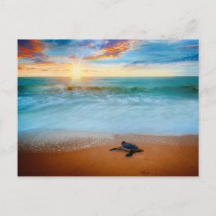Carte Postale Tropical Sunset Sea Turtle Sandy Beach