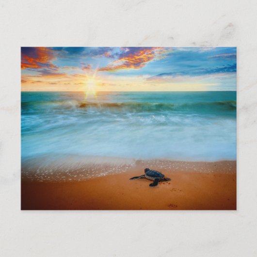 Carte Postale Tropical Sunset Sea Turtle Sandy Beach (Devant)