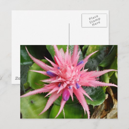 Carte postale tropicale de beauté (Devant / Derrière)