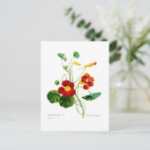 Carte Postale Tropoeolum majus(nasturtium) (Debout devant)