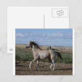 Carte Postale trot (Devant / Derrière)