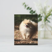 Carte Postale Trot de Poméranie en Feuille déchu (Debout devant)