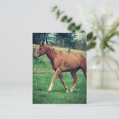 Carte Postale Trot, Scotch (Debout devant)