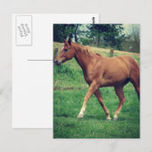 Carte Postale Trot, Scotch (Devant / Derrière)
