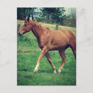 Carte Postale Trot, Scotch