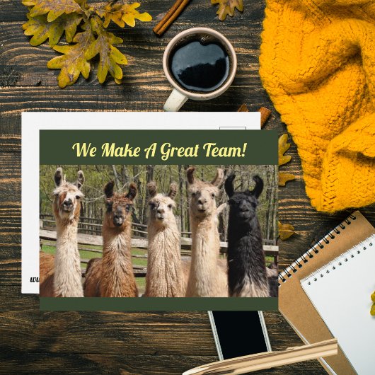 Carte Postale Troupe de lamas heureux ensemble