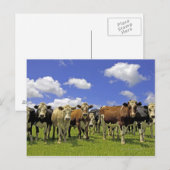 Carte Postale Troupeau de bétail et ciel couvert (Devant / Derrière)