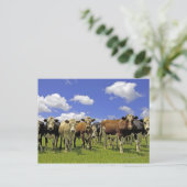 Carte Postale Troupeau de bétail et ciel couvert (Debout devant)