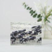 Carte Postale troupeau de bêtes sauvages (Debout devant)