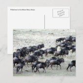 Carte Postale troupeau de bêtes sauvages (Devant / Derrière)