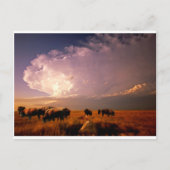 Carte Postale Troupeau de bisons (Devant)