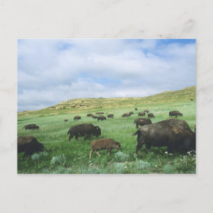 Carte Postale Troupeau de bisons broutant l'herbe de la prairie