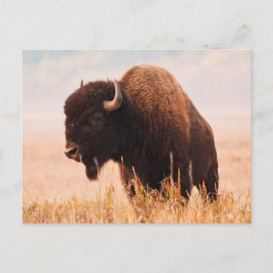 Carte Postale Troupeau de bisons d'Amérique (Bison bison) à Teto